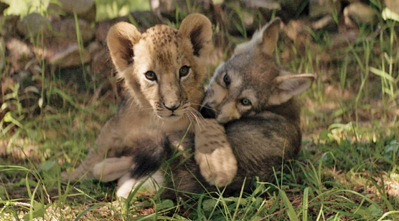 le loup et le lion